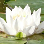 seerose1