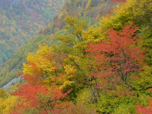 herbstgruesse