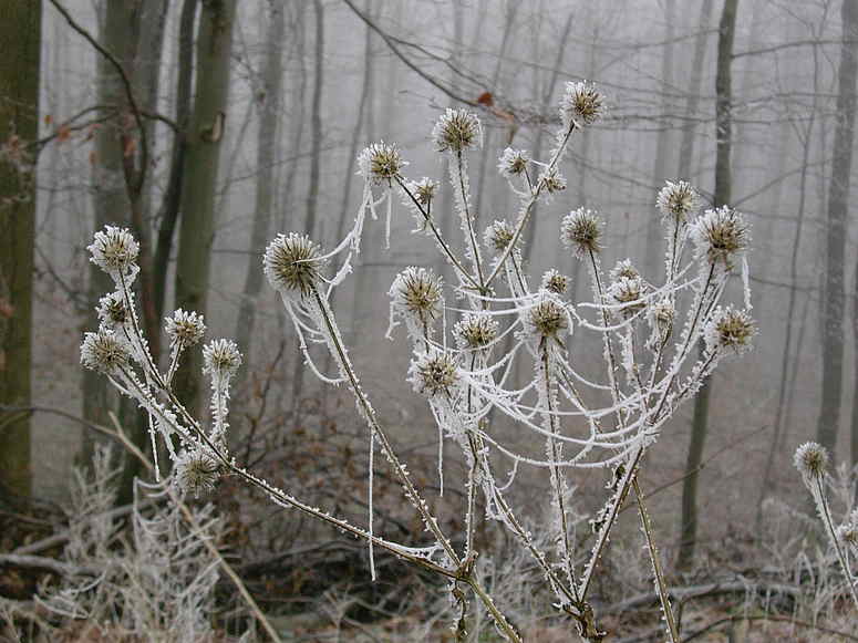 Samhain Schwitzhütte