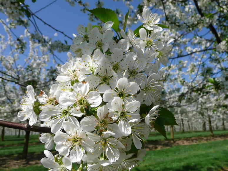 Beltane – Vollmond