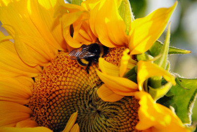 Spätsommer