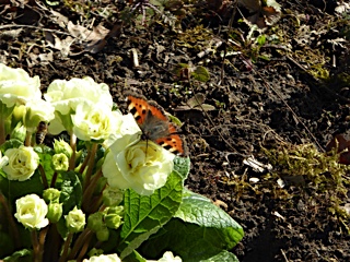 Frühlingsbeginn