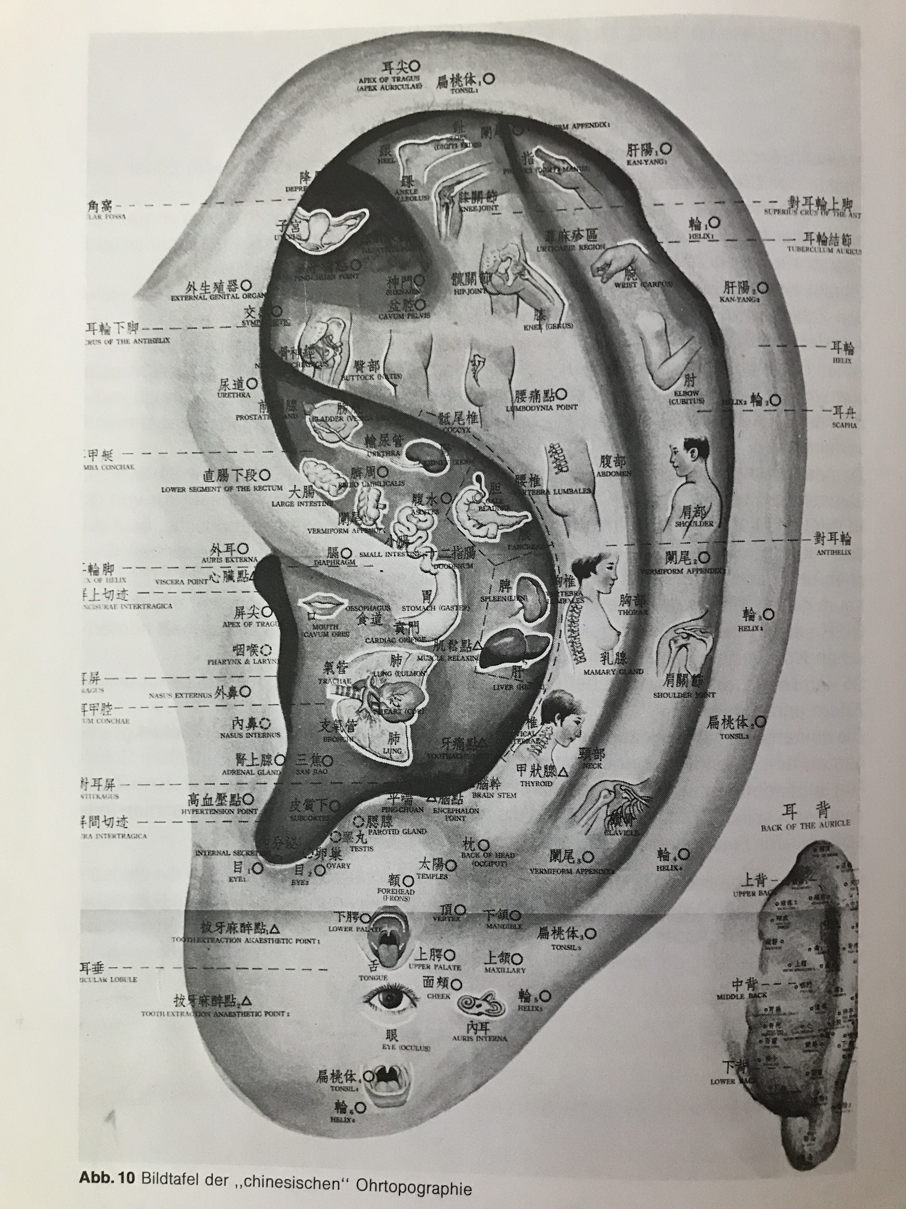 Nogier Ear Chart